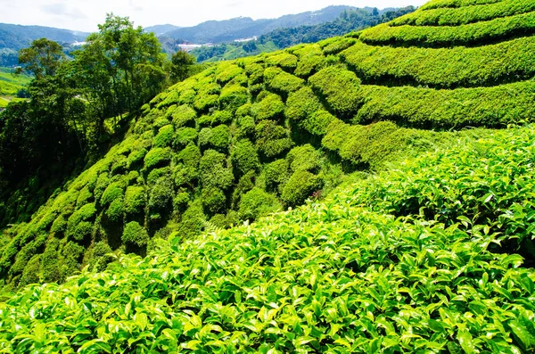 Plantaciones Cameron Highlands Malasia Colinas Verdes Paisaje —  Fotos de Stock