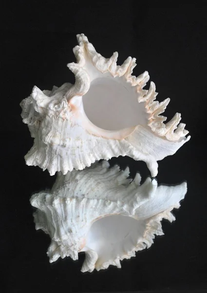 Seashell Czarnym Backgrownd Lustrem — Zdjęcie stockowe
