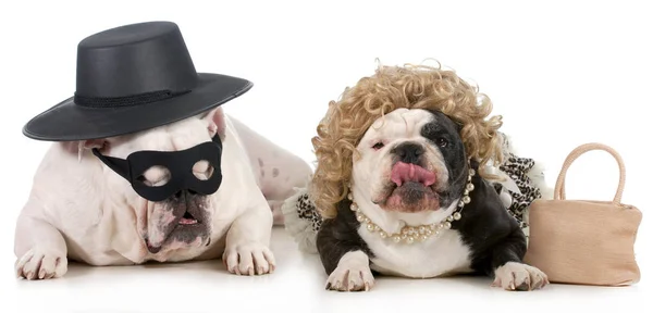 Funny Pes Pár Anglicky Bulldogs Oblečená Legrační Muž Žena Kostýmy — Stock fotografie