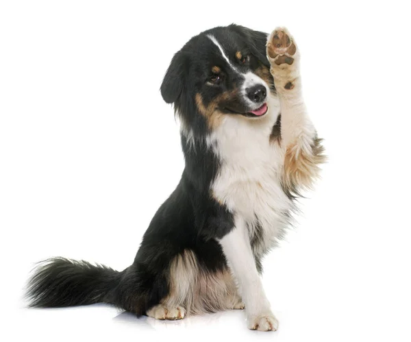 Tricolor Australischer Schäferhund Vor Weißem Hintergrund — Stockfoto