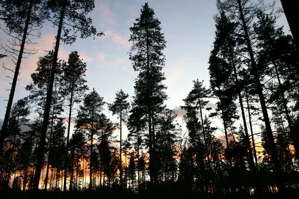 Silhueta Árvore Céu Pôr Sol — Fotografia de Stock