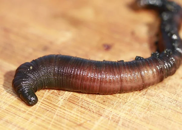 Lugworm Fundo Madeira — Fotografia de Stock