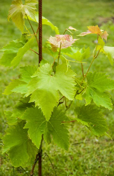 Jonge Druiven Tuin Groene Achtergrond — Stockfoto