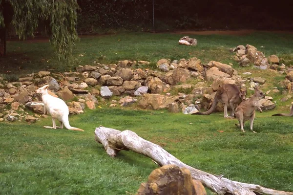 Canguro Albino Zoológico San Diego — Foto de Stock