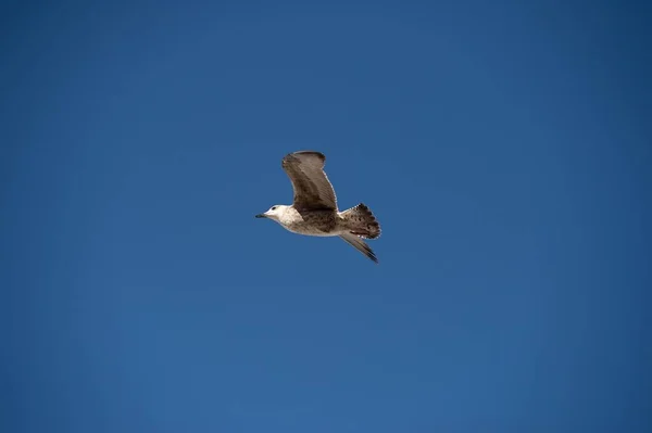 Gaviota Marruecos Bonita Ciudad Essaouira — Foto de Stock