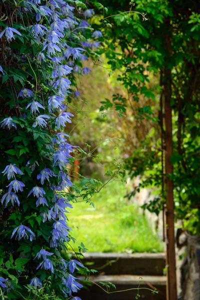 Uma Entrada Jardim Cercada Por Clematis Cor Lavanda — Fotografia de Stock