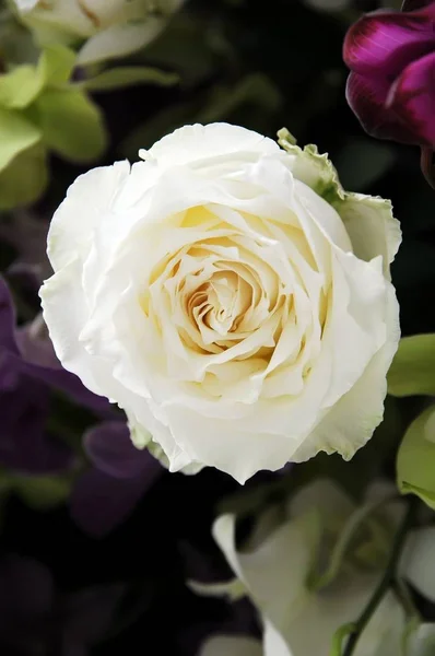 Rosas Ramo Flores — Foto de Stock