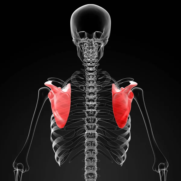 肩甲骨の背面図の レンダリング医療イラスト — ストック写真