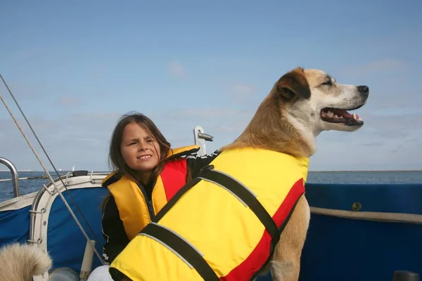 Akita Australian Shepard Mixed Breed Dog Girl Sailing Water — Stock Photo, Image