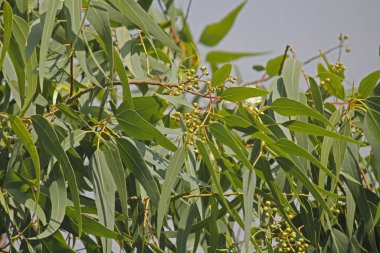 Corymbia citriodora, Lemon Scented Gum is a very fast growing tree clipart