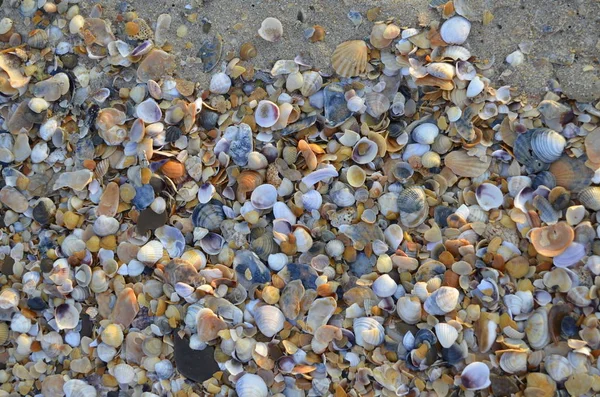 黒海の海岸に小さな貝殻 — ストック写真