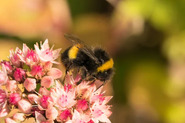 Biene Sammelt Nektar Auf Einigen Schönen Blumen — Stockfoto