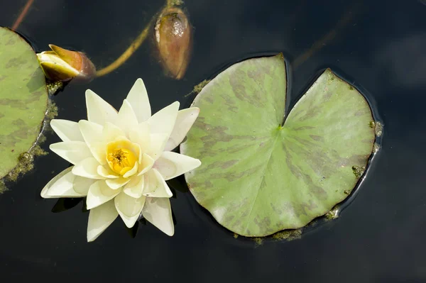 Water Lily Flowers Green Leaves Pond Surface — Stock Photo, Image