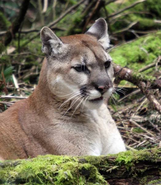 Puma Mountain Lion Foto Taget Vid Northwest Trek Wildlife Park — Stockfoto