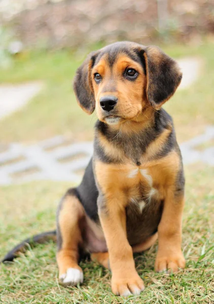 Kis Fekete Beagle Garden Portré Kép — Stock Fotó