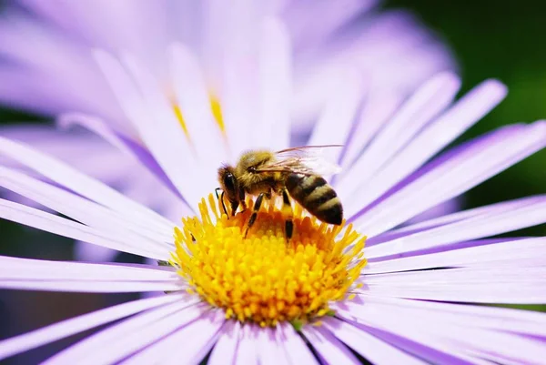 Bild Der Schönen Violetten Blume Und Biene — Stockfoto