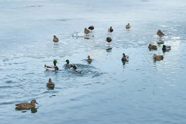 Flock of ducks playing and floating on winter ice frozen city park pond