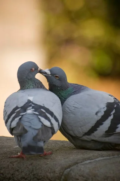 Zwei Steintauben Eine Pflegt Die Andere Küsst Die Pose — Stockfoto