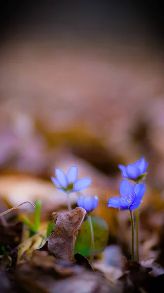 Blomster Som Farverig Baggrund Makro Foto Natur Serie - Stock-foto