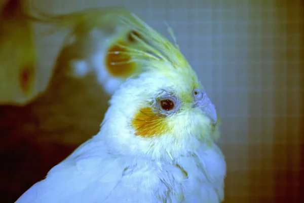 Ganska Kvinnliga Nymfparakit Papegoja — Stockfoto