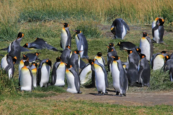 Королівські Пінгвіни Живуть Дикими Парку Пінгвіно Рей Тьєрра Дель Фуеґо — стокове фото