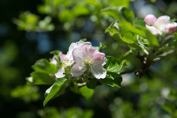 Нежные Лепестки Яблока Весной — стоковое фото