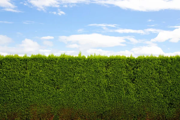 Green Hedge Blue Sky Clouds Forms Unique Interesting Abstract Image — Stock Photo, Image