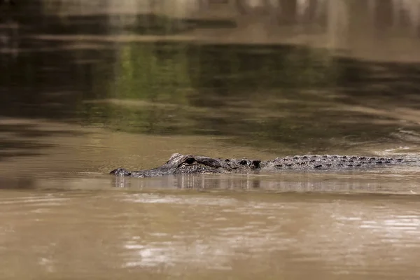 Amerikanska Krokodil Ett Vatten — Stockfoto