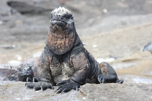 Galagoa Reptile Marine Iguana Special Animal — Stock Photo, Image