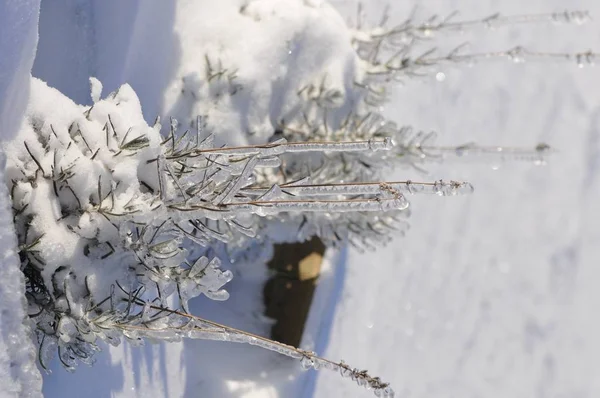 Pequenos Abetos Gelados Com Neve Inverno — Fotografia de Stock