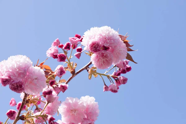 Amêndoa Florescente Primavera Califórnia — Fotografia de Stock