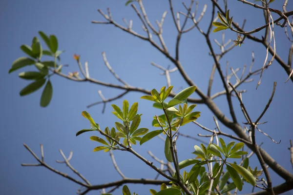 Hoja Joven Árbol Pizarra Árbol Del Diablo Alstonia Scholaris Linn — Foto de Stock