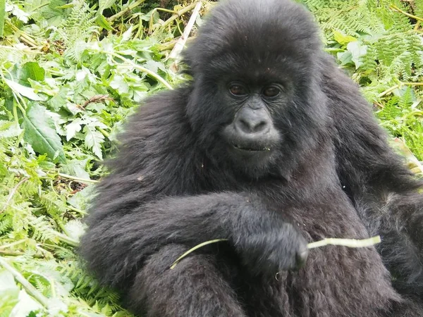 Gorillas Montagna Nel Parco Nazionale Dei Vulcani Ruanda — Foto Stock