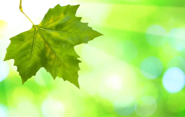 Vackra Gröna Blad Med Grön Bakgrund Våren — Stockfoto