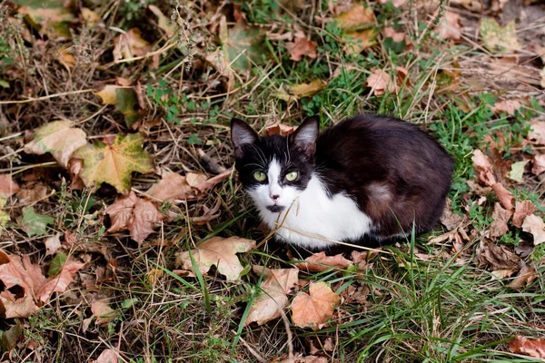 Spotty Jeune Chat Couché Sur Herbe — Photo