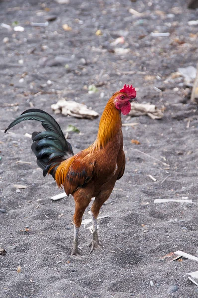 Polla Está Lista Para Luchar Indonesia Balid Ubud — Foto de Stock