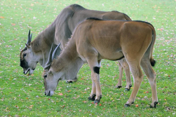 Зображення Двох Антилопів Харчуються Полем — стокове фото