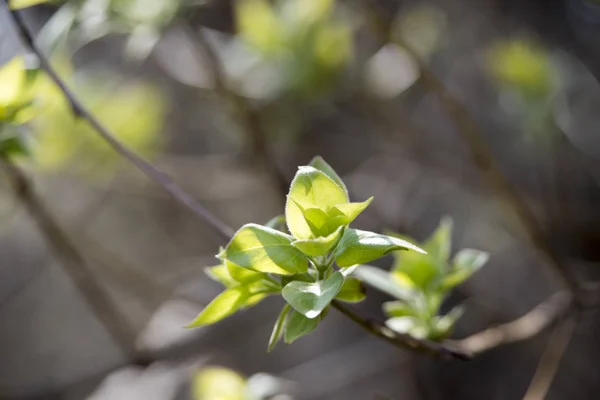 Nieuwe Bloemrijke Bomen Het Park Het Voorjaar — Stockfoto