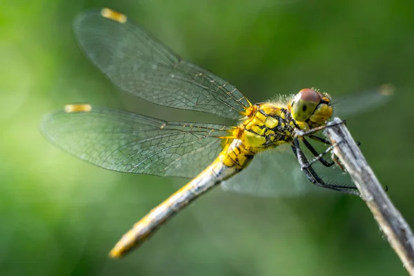 Libélula Sobre Fondo Hierba Verde Primer Plano Macro —  Fotos de Stock