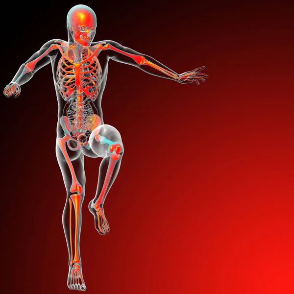 人間の骨格 正面の レンダリングの医療イラスト — ストック写真