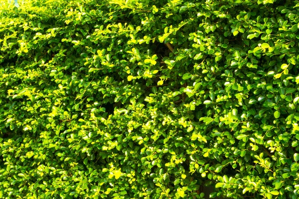 Korean Banyan Tree Wall — Stock Photo, Image