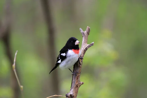 Rose Breasted Grosbeak Male Perched Dead Branch — Stock Photo, Image