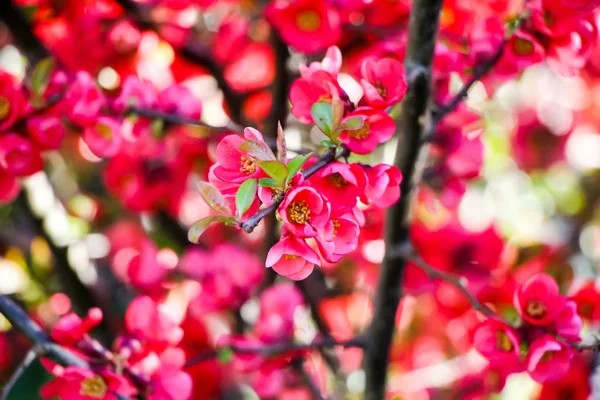 나무에 아름다운 분홍색 — 스톡 사진
