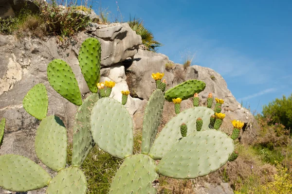 Kvetoucí Kaktus Řídké Pouštní Krajině — Stock fotografie