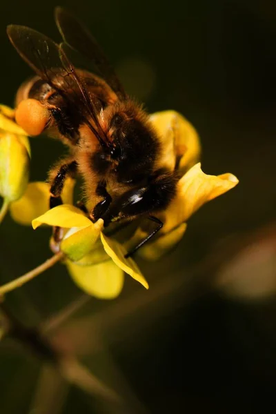 Pollinizing 작업자 꿀벌의 — 스톡 사진