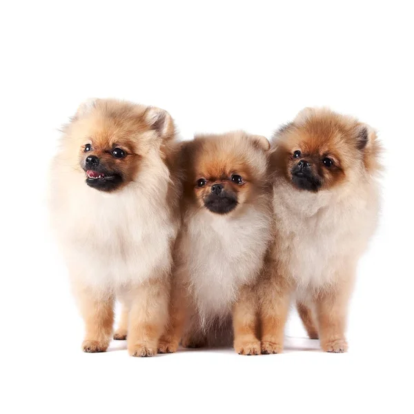 Puppies Van Een Spitz Hond Zit Een Witte Achtergrond — Stockfoto