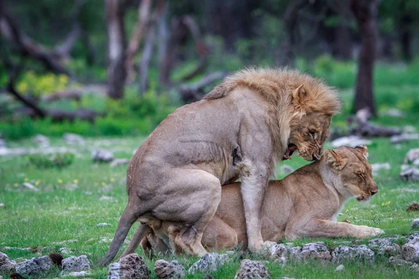 Mating Lions Etosha National Park Namibia — Stock Photo, Image