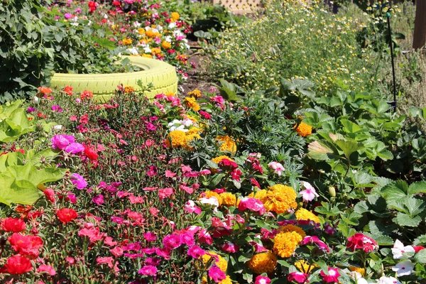 Blumen Und Gemüse Garten — Stockfoto