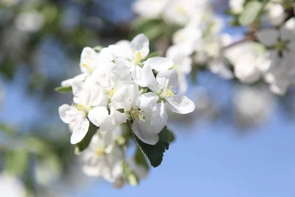 Apfelblüten Auf Frühling Hintergrund — Stockfoto