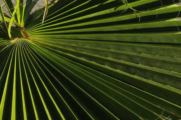 Lines Textures Green Palm Leaf — Stock Photo, Image